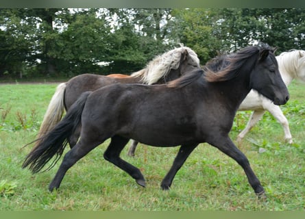 Icelandic Horse, Mare, 4 years, 13,2 hh, Black