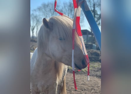 Icelandic Horse, Mare, 4 years, 13,2 hh