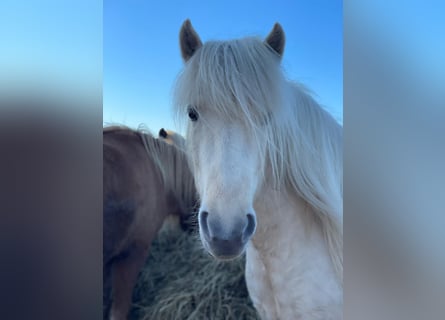 Icelandic Horse, Mare, 4 years, 13,2 hh