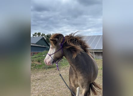 Icelandic Horse, Mare, 4 years, 13,2 hh