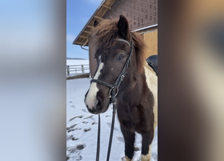 Icelandic Horse, Mare, 4 years, Pinto