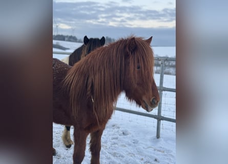 Icelandic Horse, Mare, 5 years, 13.2 hh, Chestnut