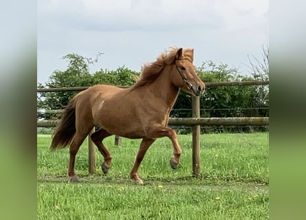 Icelandic Horse, Mare, 5 years, 13.2 hh, Chestnut-Red