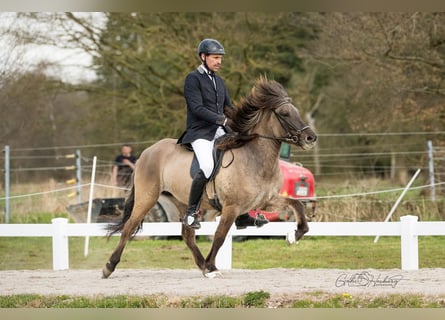 Icelandic Horse, Mare, 5 years, 13.3 hh, Dun