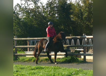 Icelandic Horse, Mare, 5 years, 13,2 hh, Black