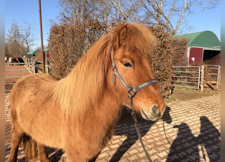 Icelandic Horse, Mare, 5 years, 13,2 hh, Dun