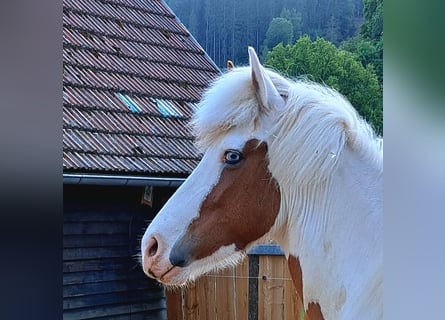 Icelandic Horse, Mare, 5 years, 13,3 hh, Pinto