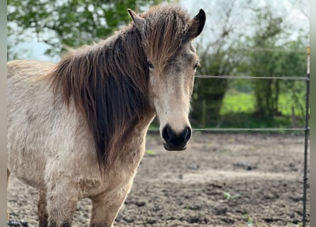Icelandic Horse, Mare, 5 years, 14 hh