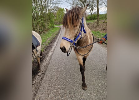 Icelandic Horse, Mare, 5 years, 14 hh