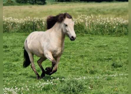 Icelandic Horse, Mare, 5 years, 14 hh