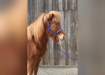Icelandic Horse, Mare, 5 years, Chestnut-Red