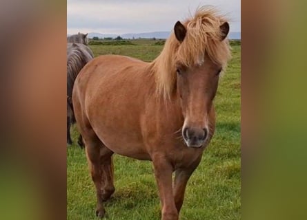 Icelandic Horse, Mare, 5 years, Chestnut-Red