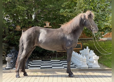 Icelandic Horse, Mare, 6 years, 12.3 hh, Black