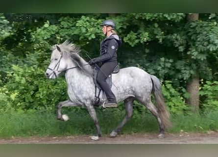 Islandpferd, Stute, 6 Jahre, 13,1 hh, Schimmel