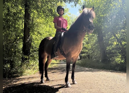 Icelandic Horse, Mare, 6 years, 13.2 hh