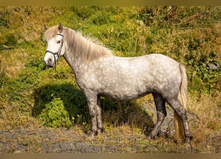 Icelandic Horse, Mare, 6 years, 13.2 hh, Gray