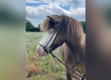 Icelandic Horse, Mare, 6 years, 13.2 hh