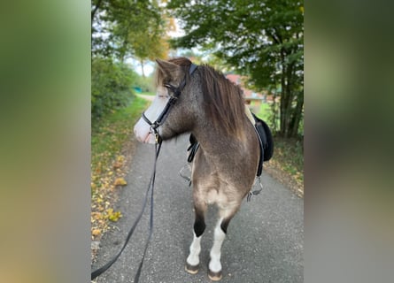 Icelandic Horse, Mare, 6 years, 13.2 hh