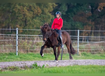 Icelandic Horse, Mare, 6 years, 13,3 hh, Bay-Dark