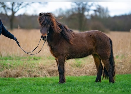 Icelandic Horse, Mare, 6 years, 13,3 hh, Bay-Dark