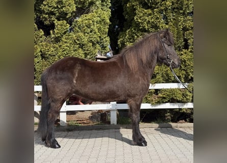 Icelandic Horse, Mare, 6 years, 13.3 hh, Black