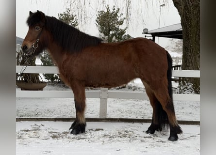 Icelandic Horse, Mare, 6 years, 13,3 hh, Brown