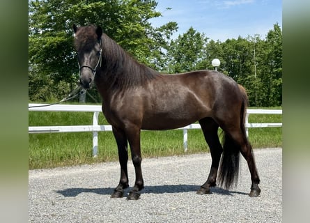 Icelandic Horse, Mare, 6 years, 13 hh, Black