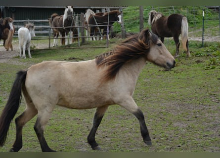 Icelandic Horse, Mare, 6 years, 13,1 hh