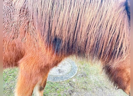 Icelandic Horse, Mare, 6 years, 13,2 hh, Bay
