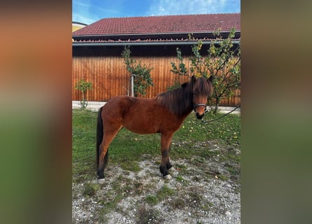 Icelandic Horse, Mare, 6 years, 13,2 hh, Brown