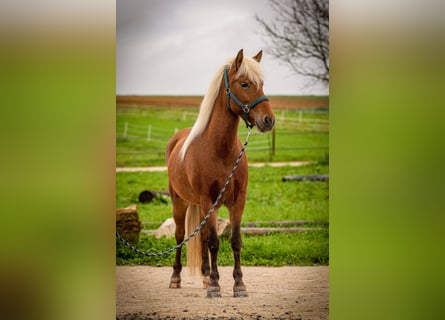 Icelandic Horse, Mare, 6 years, 13,2 hh