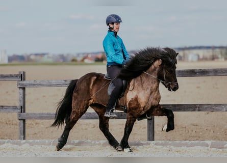 Icelandic Horse, Mare, 6 years, 13,3 hh, Black