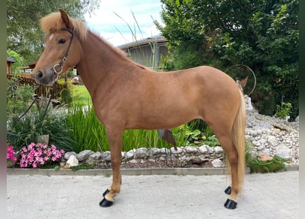 Icelandic Horse, Mare, 6 years, 14.1 hh, Chestnut-Red