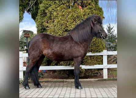 Icelandic Horse, Mare, 6 years, 14 hh, Black