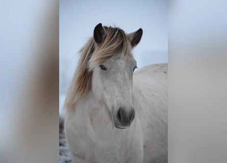 Icelandic Horse, Mare, 6 years, 14 hh
