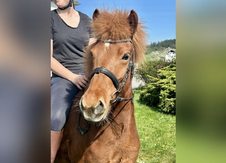 Icelandic Horse, Mare, 6 years, 14 hh, Chestnut-Red