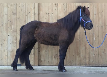 Icelandic Horse, Mare, 6 years, Black