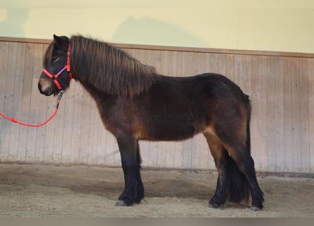 Icelandic Horse, Mare, 6 years, Brown