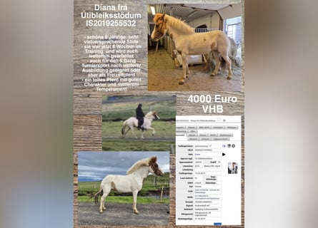 Icelandic Horse, Mare, 6 years