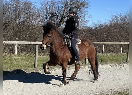 Icelandic Horse, Mare, 7 years, 13.1 hh, Brown Icelandic Horse, Mare, 7 years, 13.1 hh, Brown