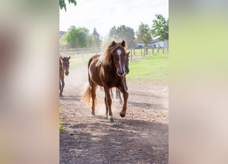 Icelandic Horse, Mare, 7 years, 13.1 hh, Chestnut-Red