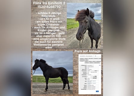 Icelandic Horse, Mare, 7 years, 13,2 hh, Black