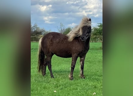 Icelandic Horse, Mare, 7 years, 13.2 hh