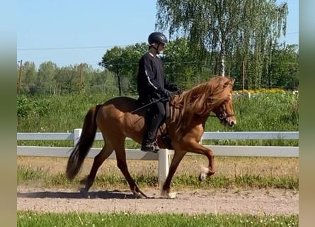 Icelandic Horse, Mare, 7 years, 13.2 hh, Chestnut-Red