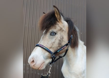 Icelandic Horse, Mare, 7 years, 13.2 hh, Pinto