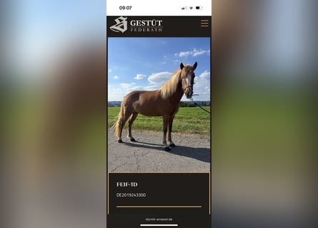 Icelandic Horse, Mare, 7 years, 13,2 hh, Chestnut-Red