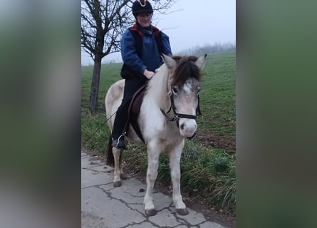Icelandic Horse, Mare, 7 years, 13,2 hh, Pinto