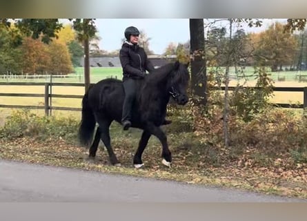 Icelandic Horse, Mare, 7 years, 13,3 hh, Black