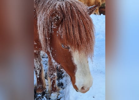 Icelandic Horse, Mare, 7 years, 14,1 hh, Chestnut-Red