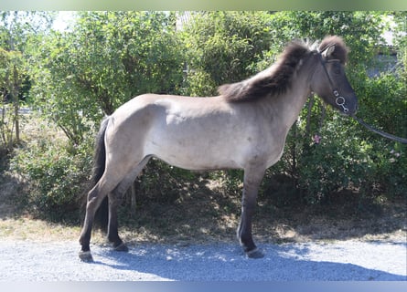 Icelandic Horse, Mare, 7 years, 14.1 hh, Dun